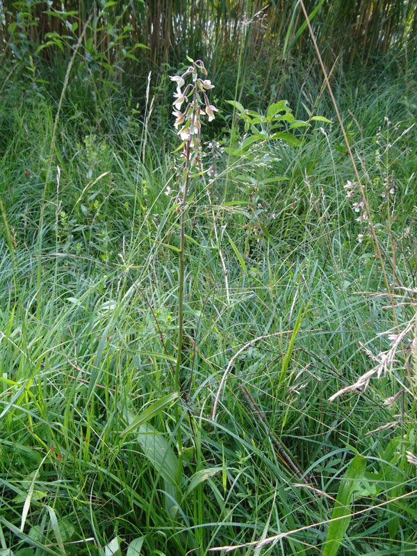 Epipactis palustris